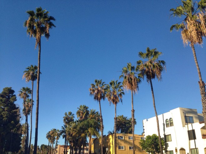 Palm Tree lined streets on the way to Jennie's apartment