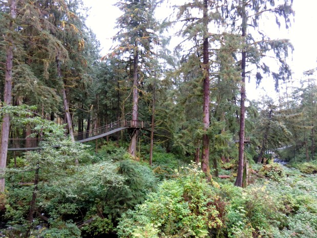 Into the Wild: Bear Spotting at the Alaskan Rainforest&nbsp;Sanctuary